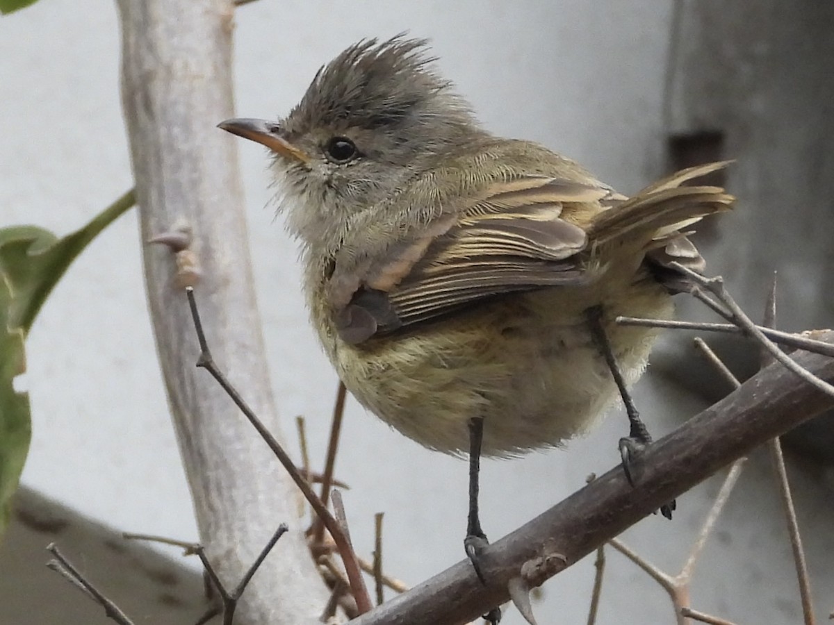 Southern Beardless-Tyrannulet - ML638278587