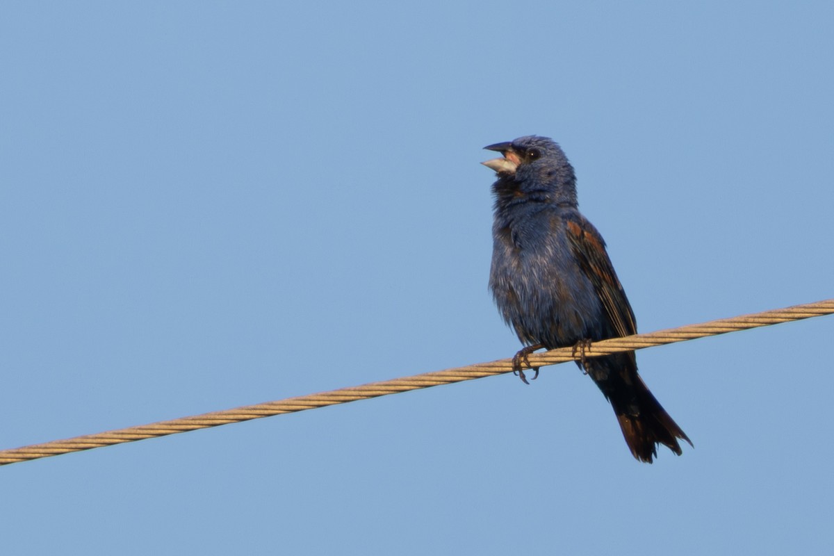 Blue Grosbeak - ML638278604