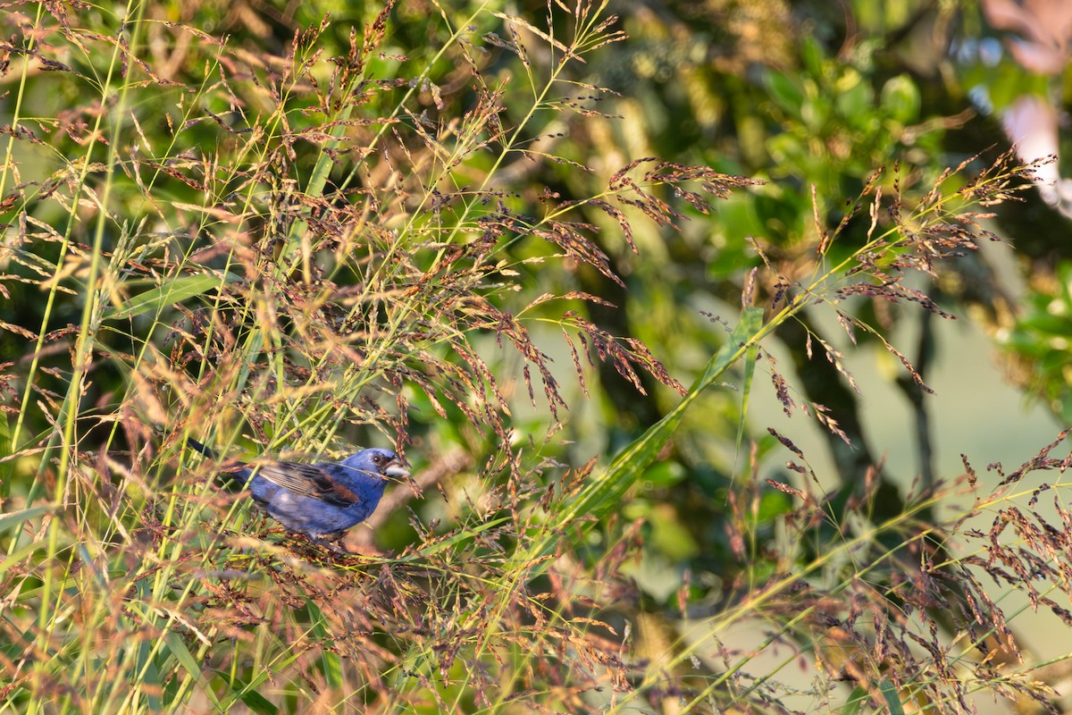 Blue Grosbeak - ML638278606