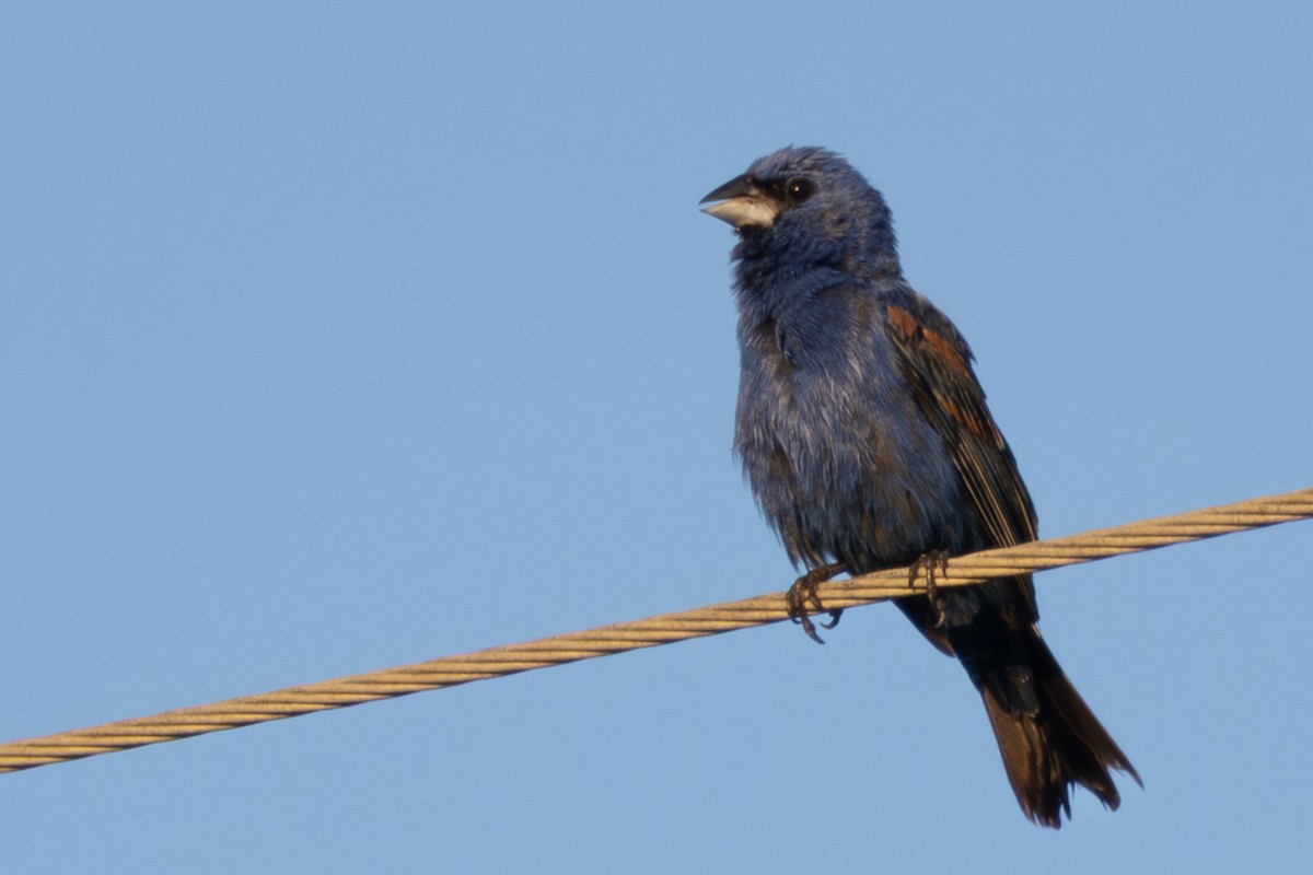 Blue Grosbeak - ML638278607