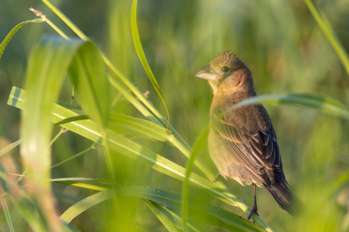 Blue Grosbeak - ML638278608