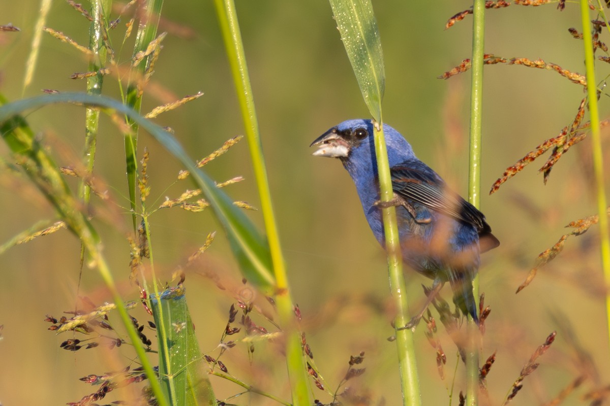 Blue Grosbeak - ML638278609