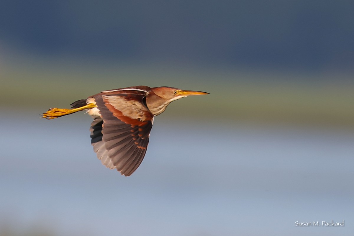 Least Bittern - ML638278615