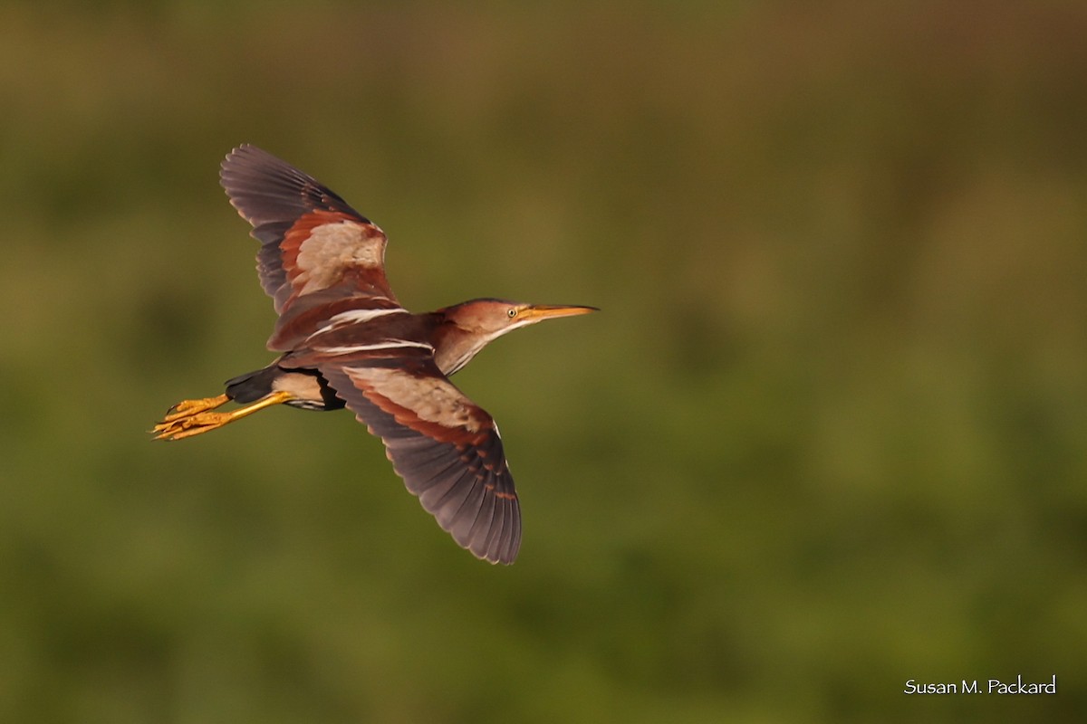 Least Bittern - ML638278616
