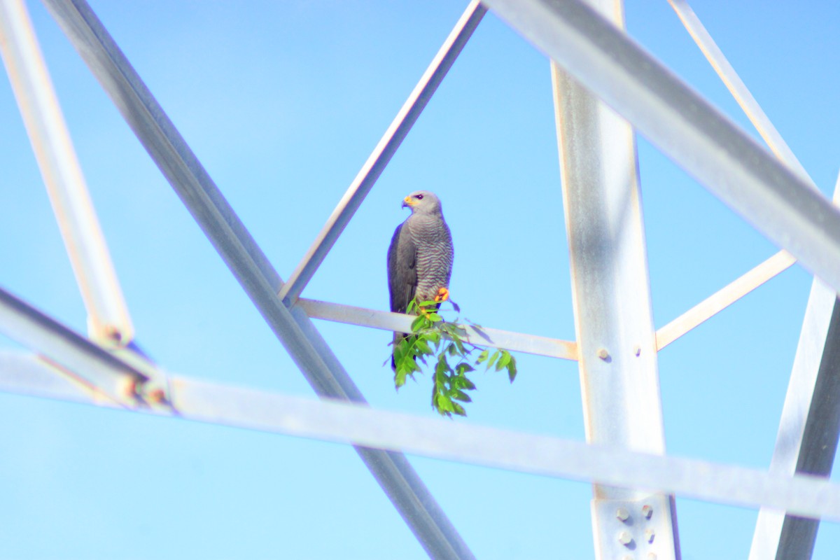 Gray Hawk - ML638278640