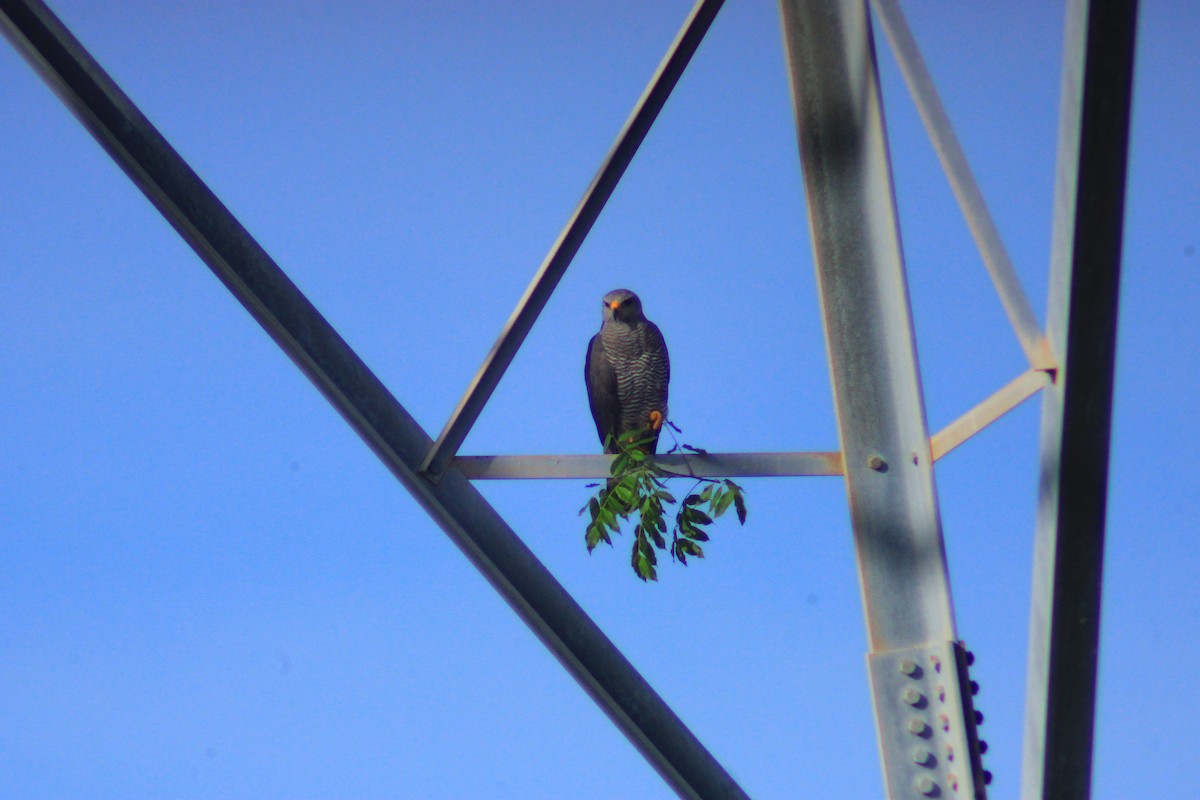 Gray Hawk - ML638278642