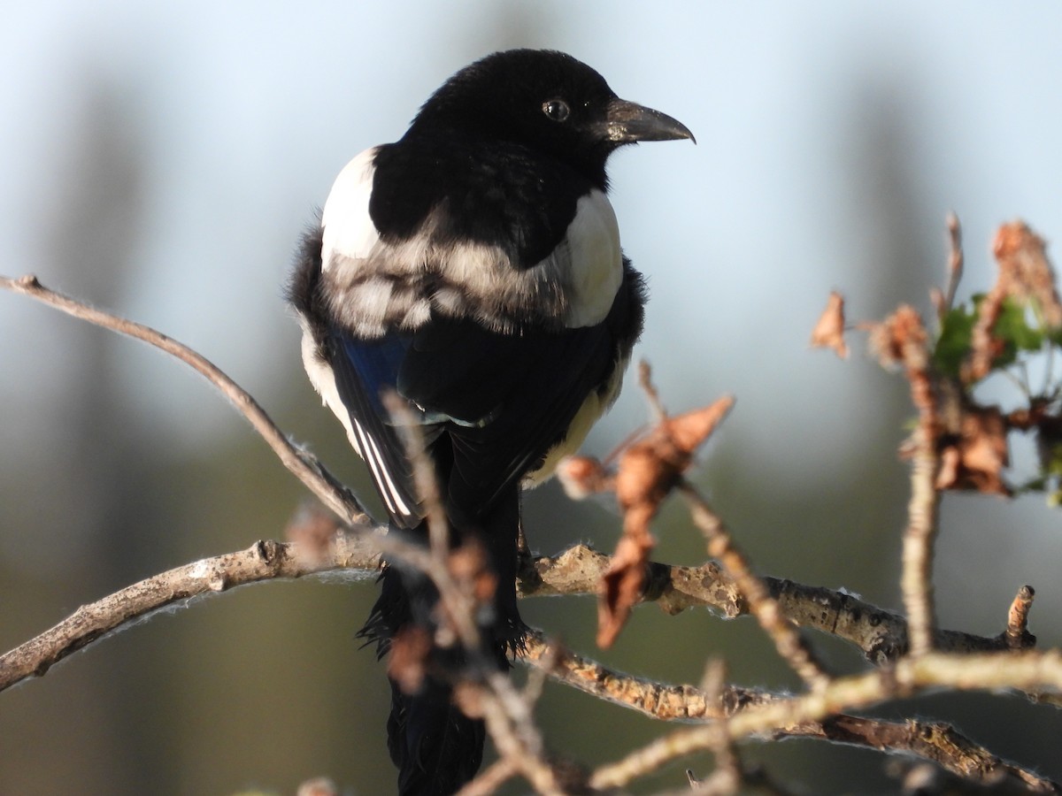Black-billed Magpie - ML638278651
