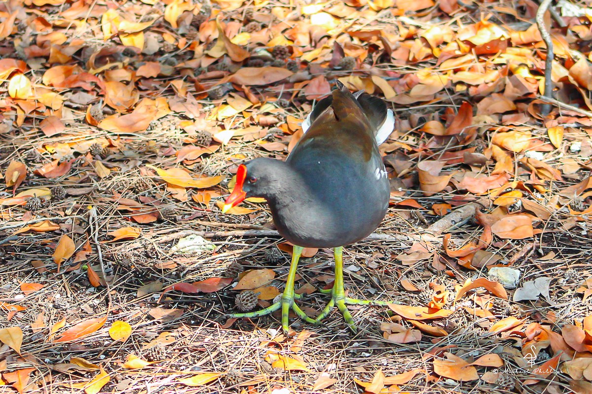Common Gallinule - ML638278663