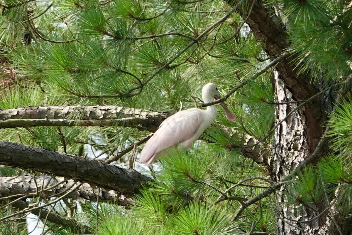 Roseate Spoonbill - ML638278670