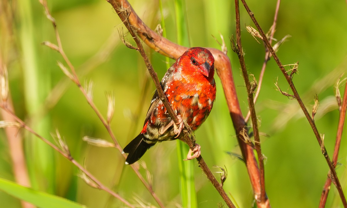 Red Avadavat - ML638278672