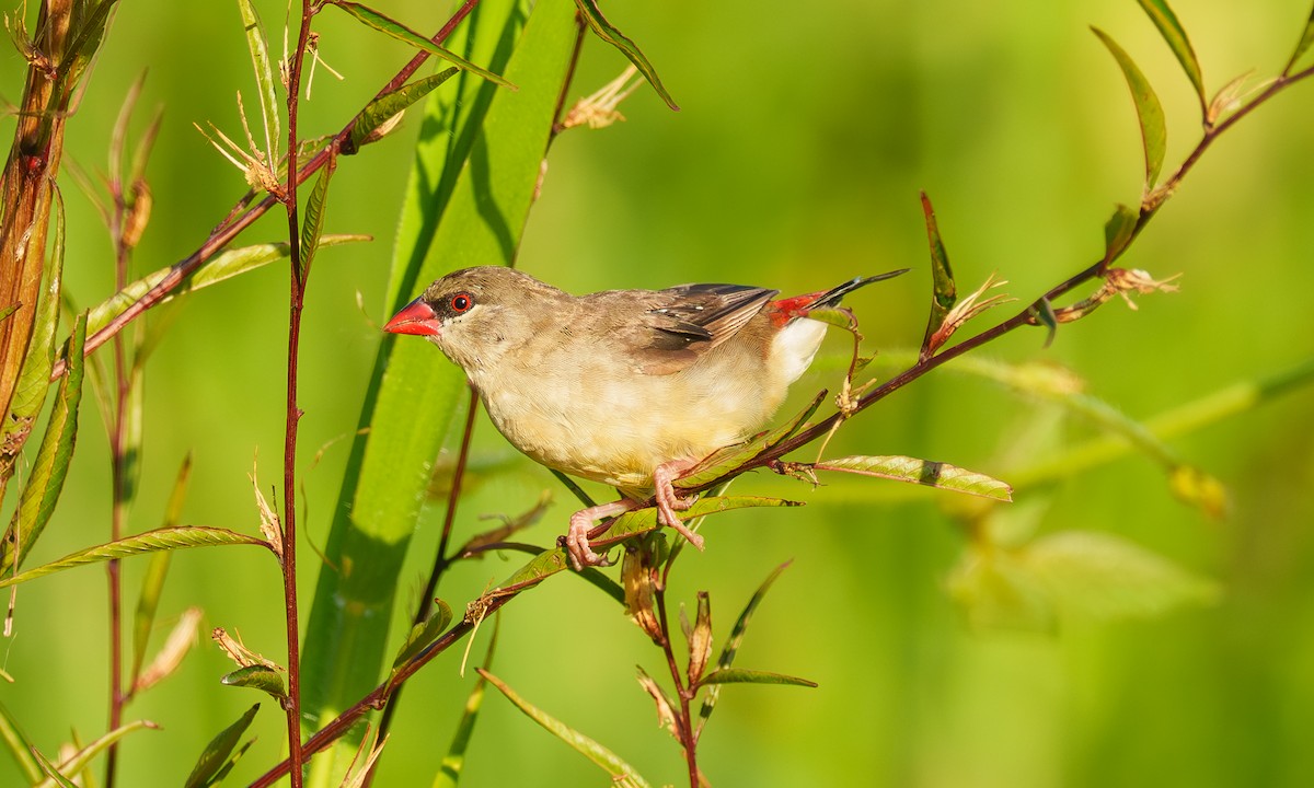Red Avadavat - ML638278677