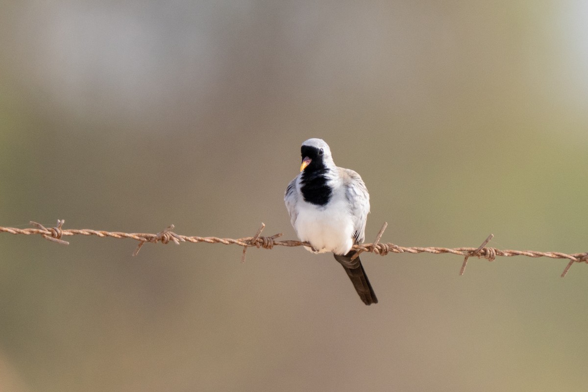 Namaqua Dove - ML638278681