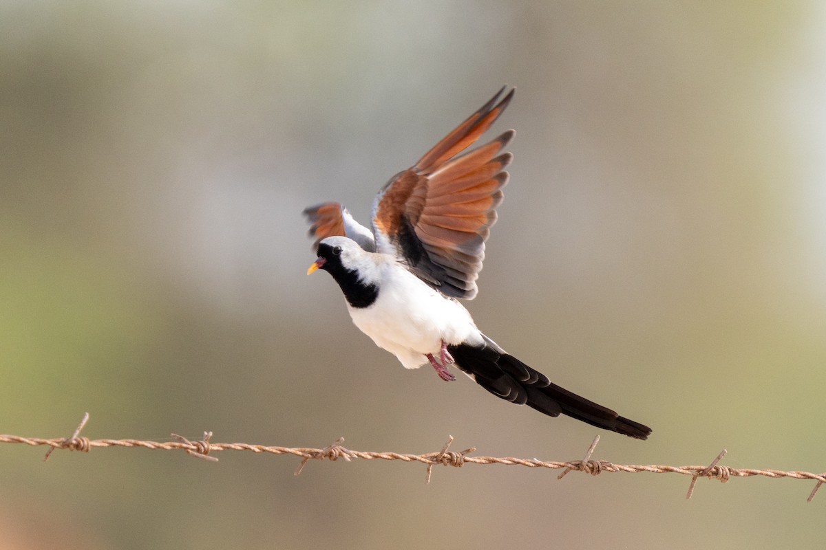 Namaqua Dove - ML638278682
