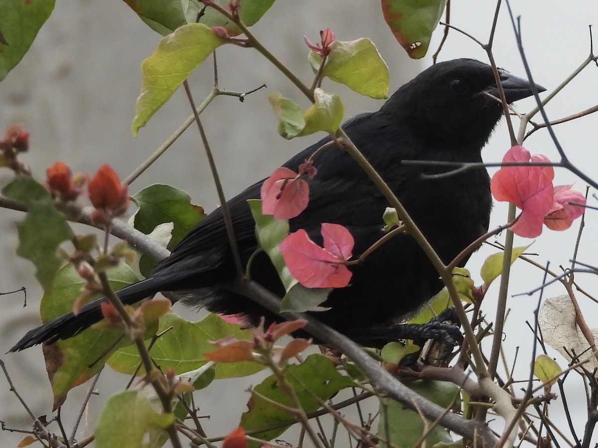 Scrub Blackbird - ML638278690