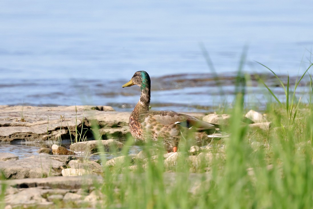 Mallard - ML638278696