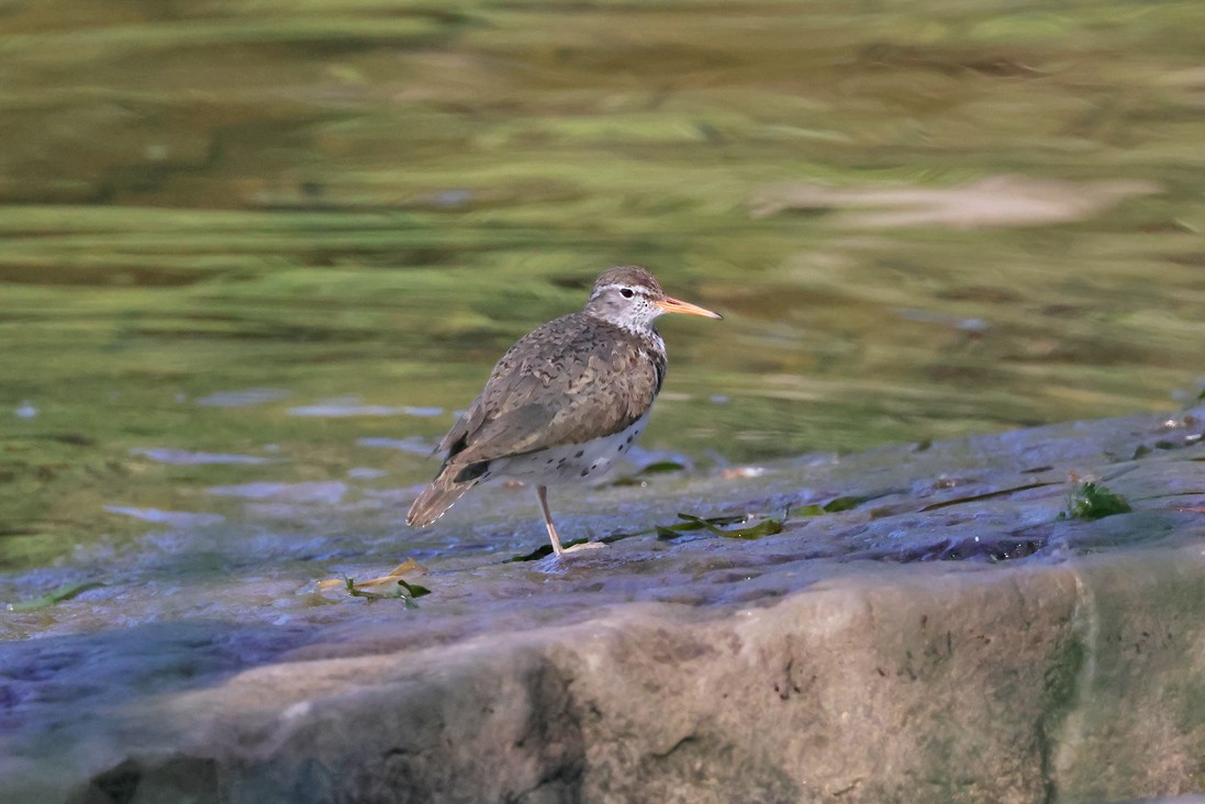 Spotted Sandpiper - ML638278705