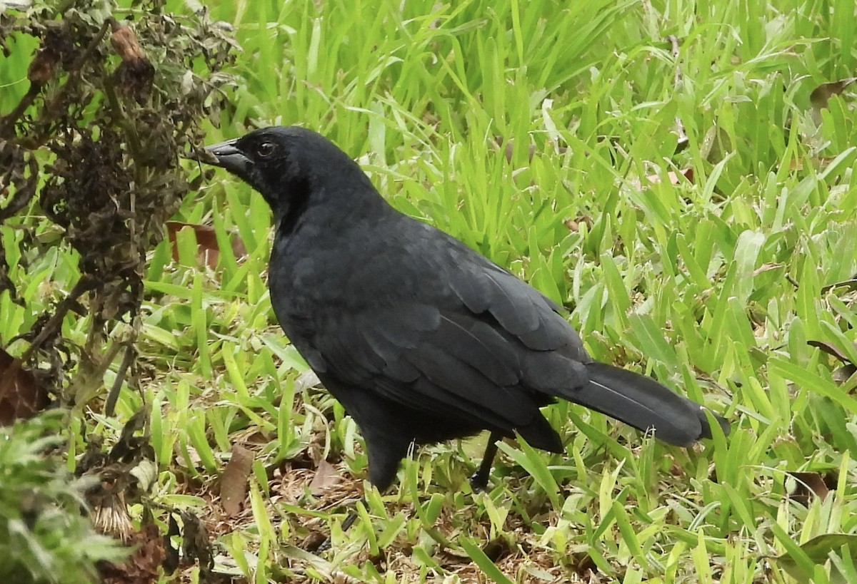 Scrub Blackbird - ML638278707