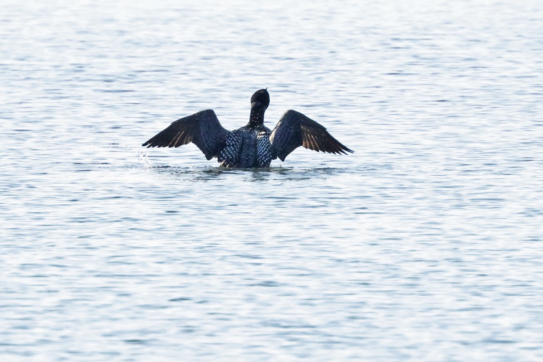 Common Loon - ML638278713