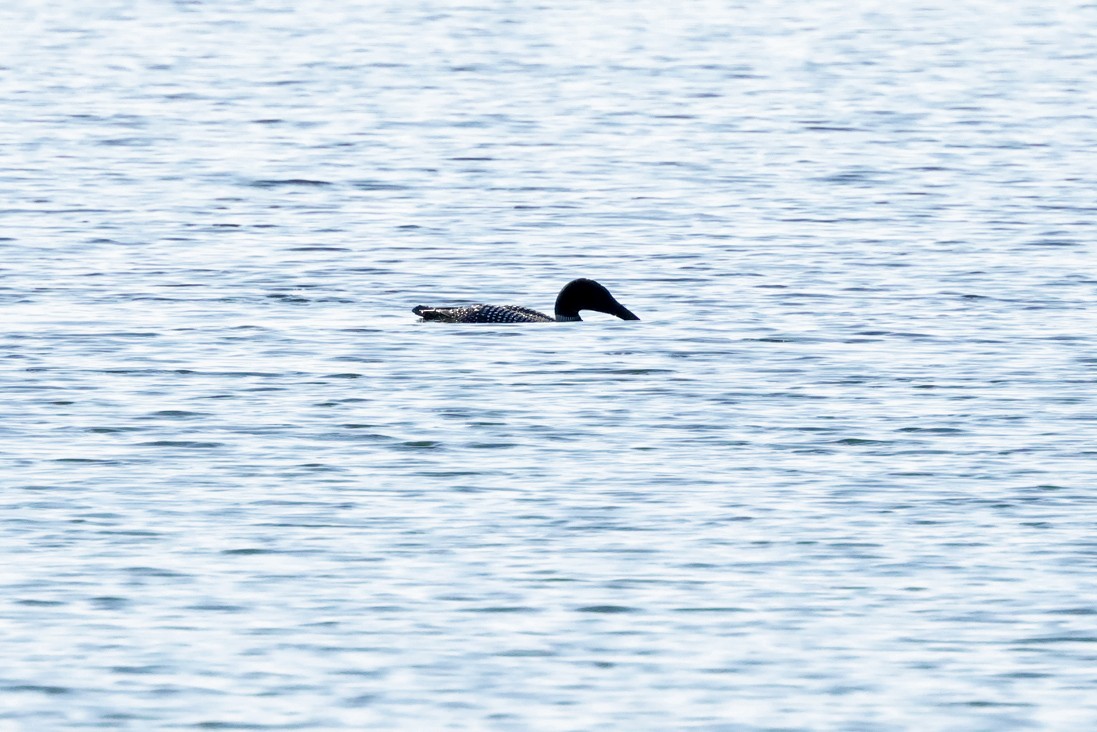 Common Loon - ML638278714
