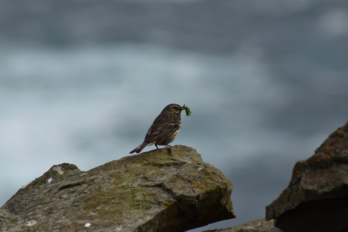 Rock Pipit - ML638278715