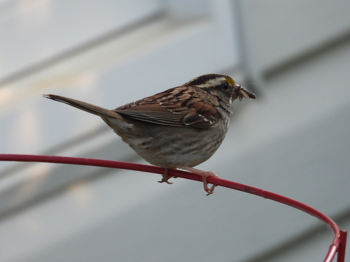 White-throated Sparrow - ML638278723