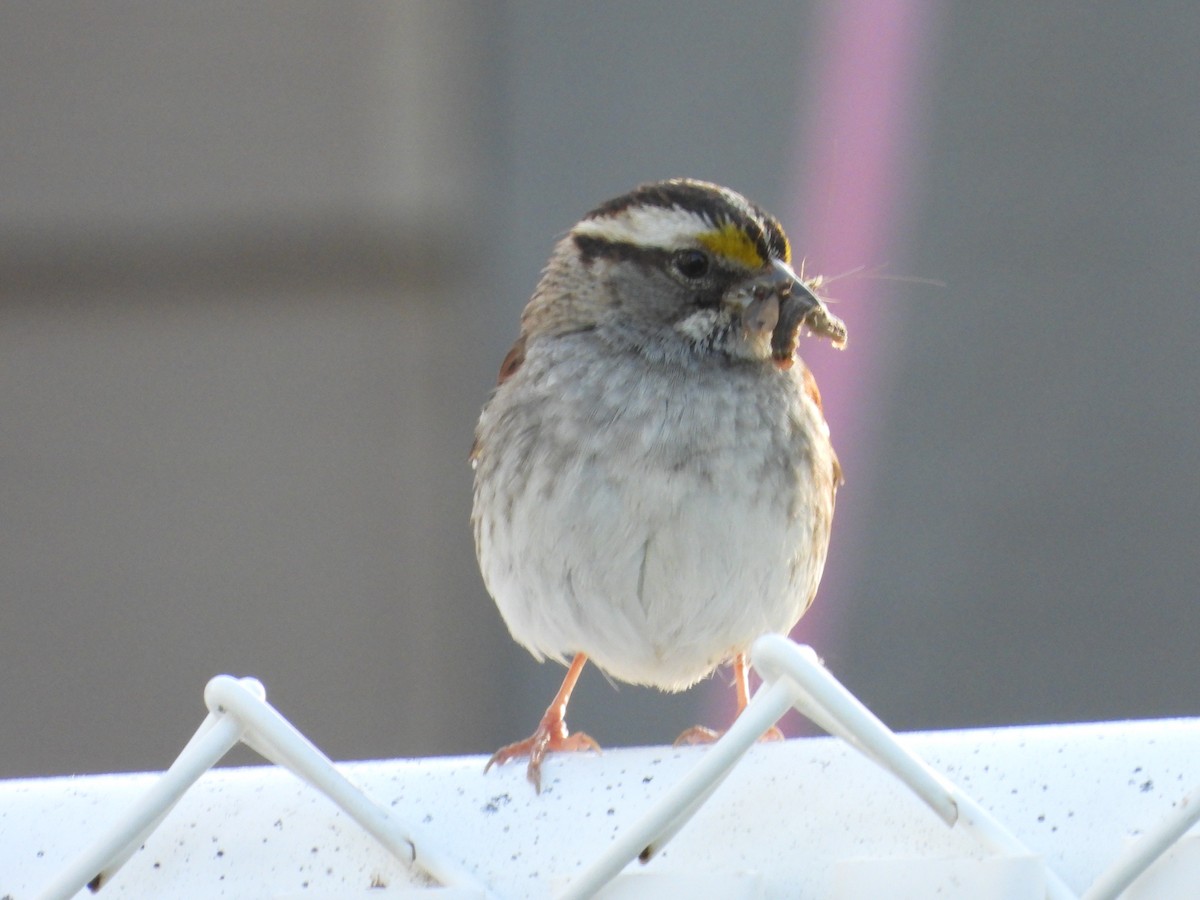 White-throated Sparrow - ML638278724