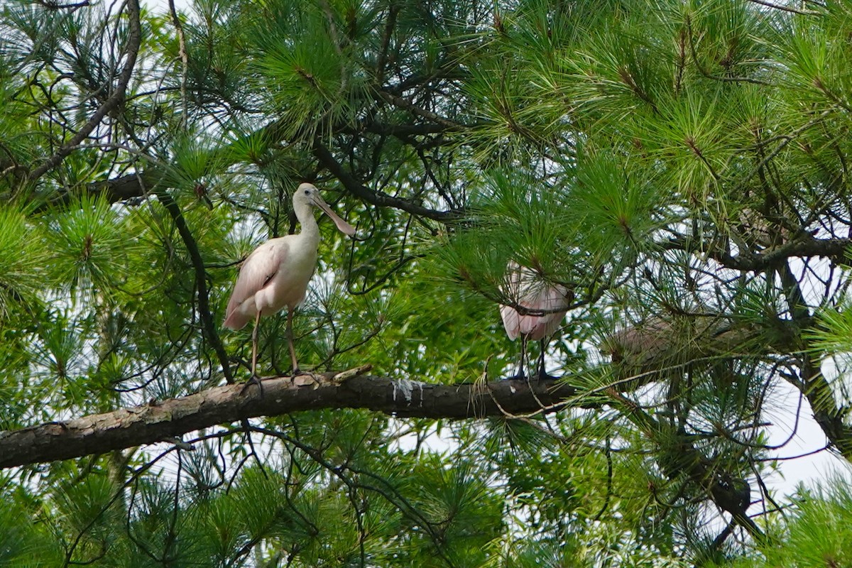 Roseate Spoonbill - ML638278725