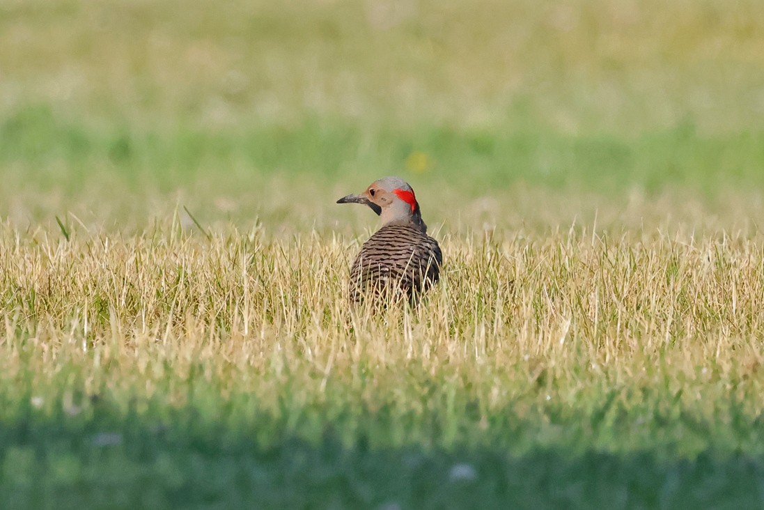 Northern Flicker - ML638278727