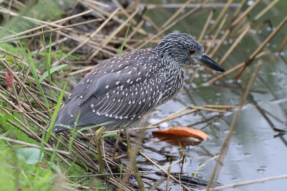 Yellow-crowned Night Heron - ML638278728