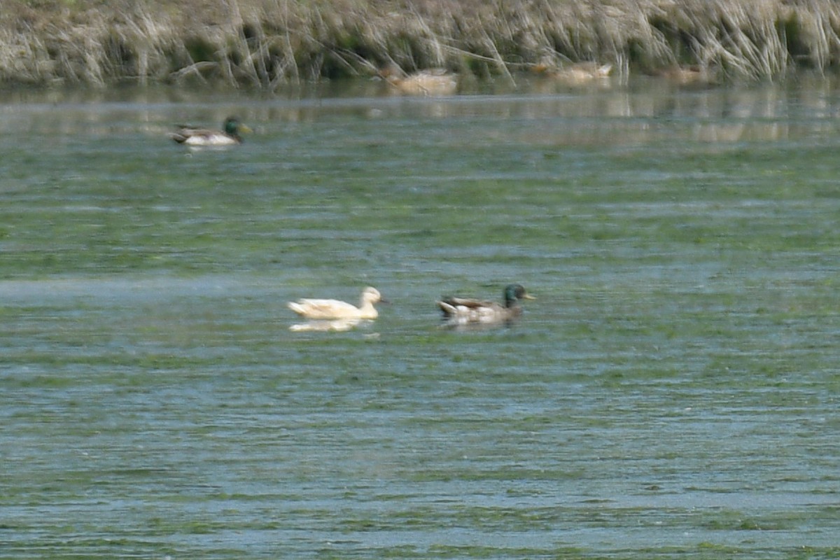 duck sp. - ML638278735