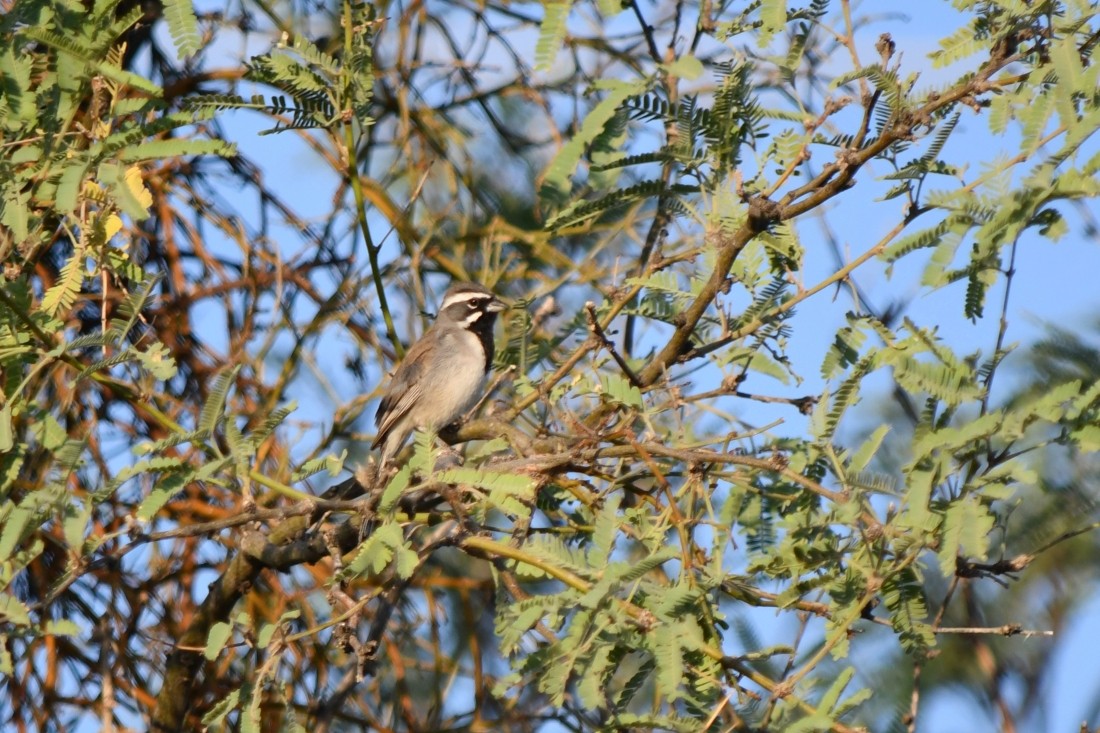 Black-throated Sparrow - ML638278738