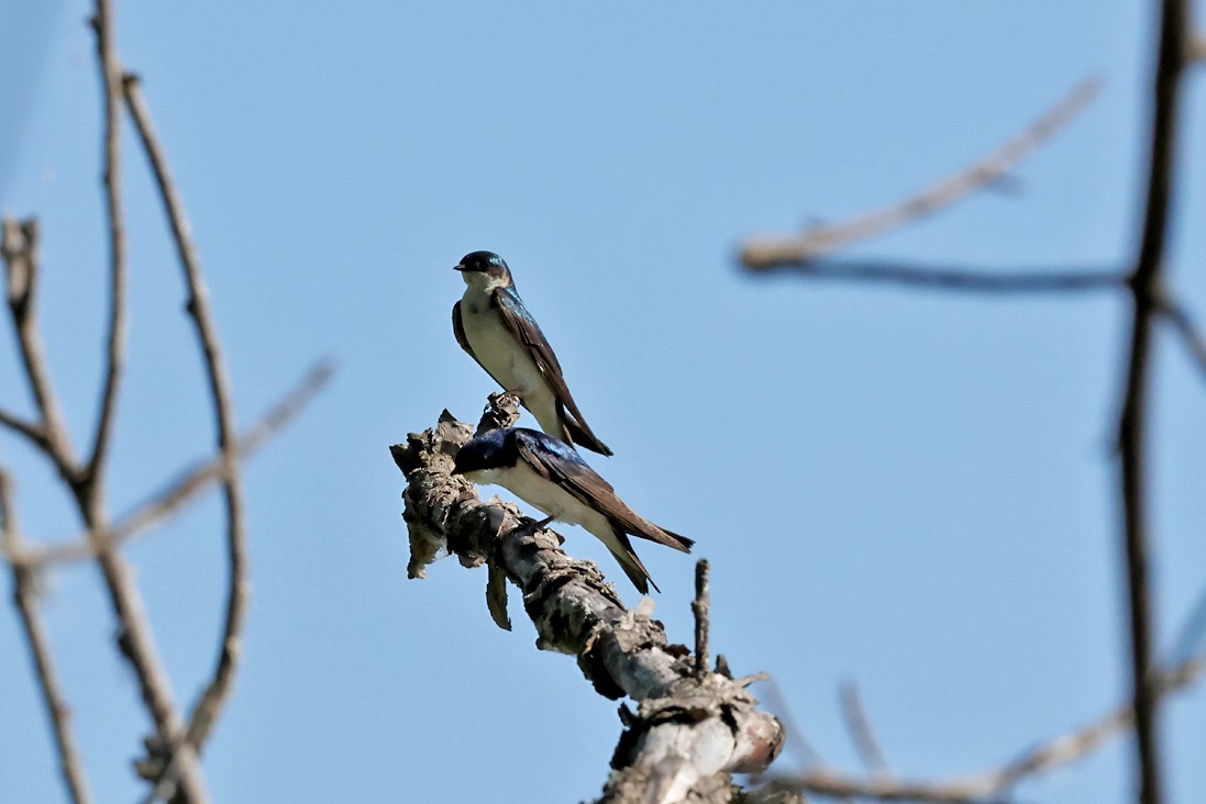 Tree Swallow - ML638278742
