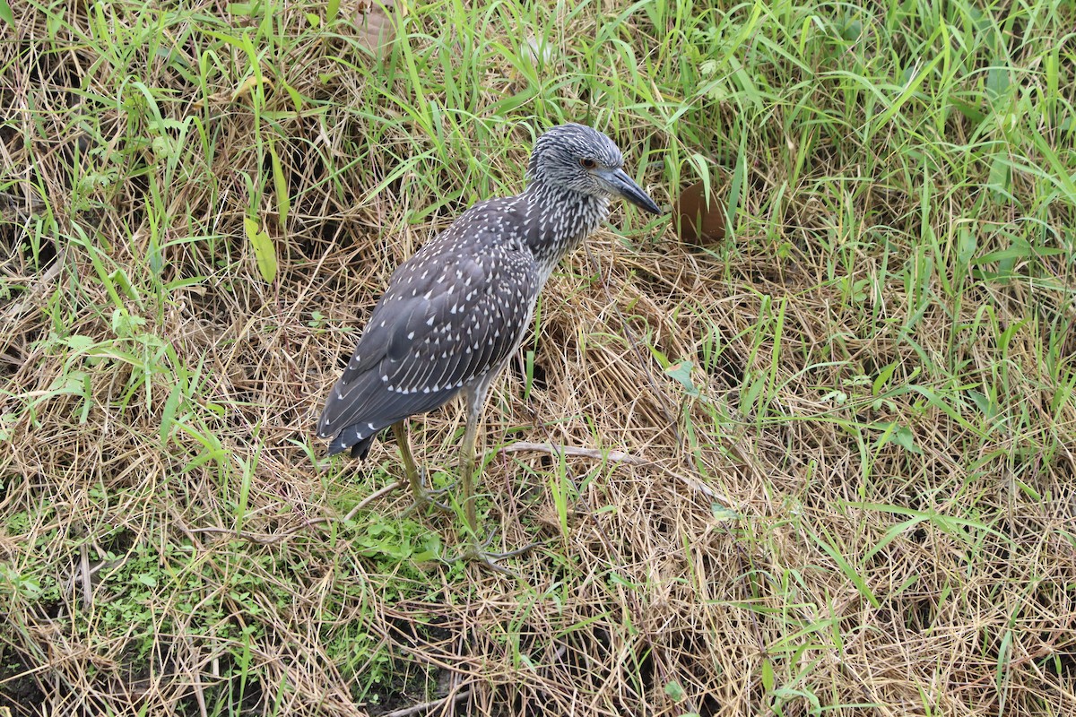 Yellow-crowned Night Heron - ML638278743