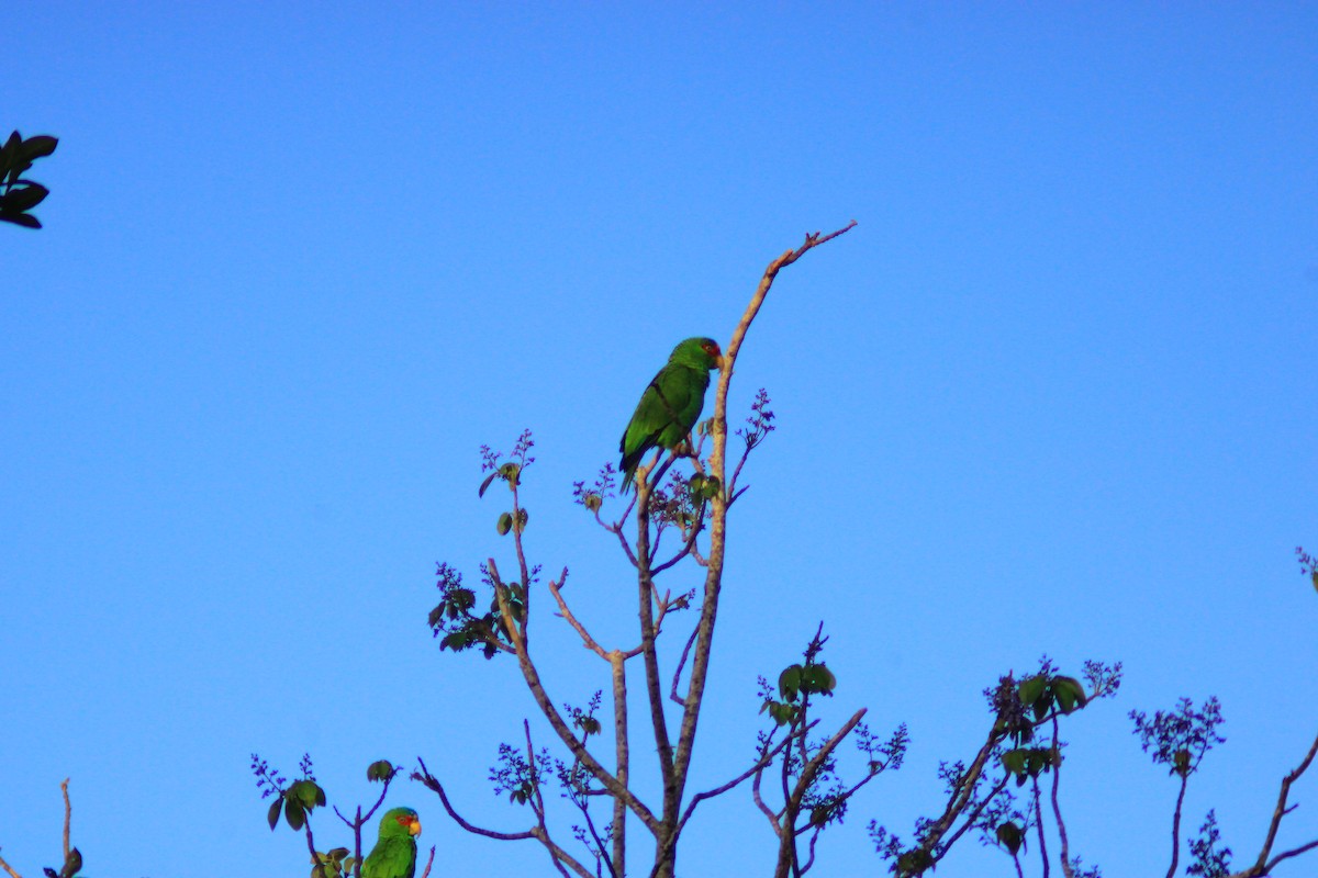 White-fronted Amazon - ML638278744