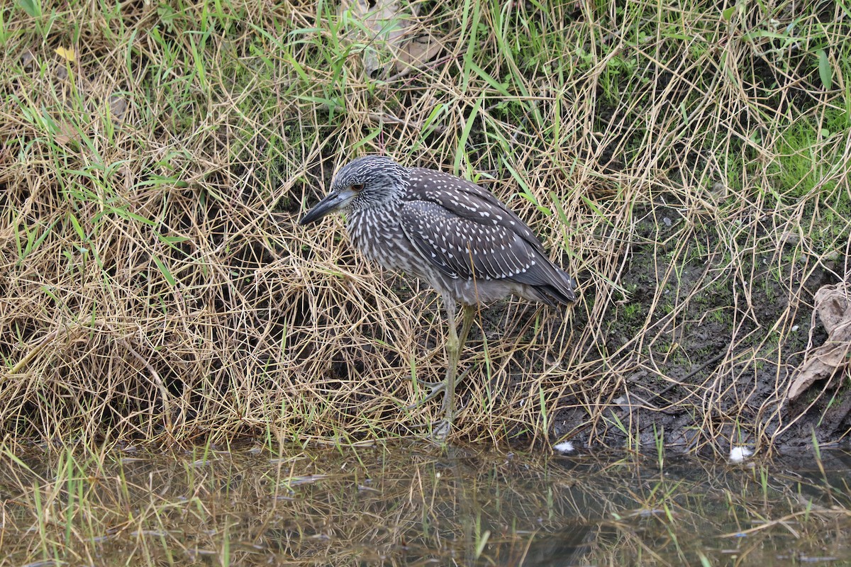Yellow-crowned Night Heron - ML638278751