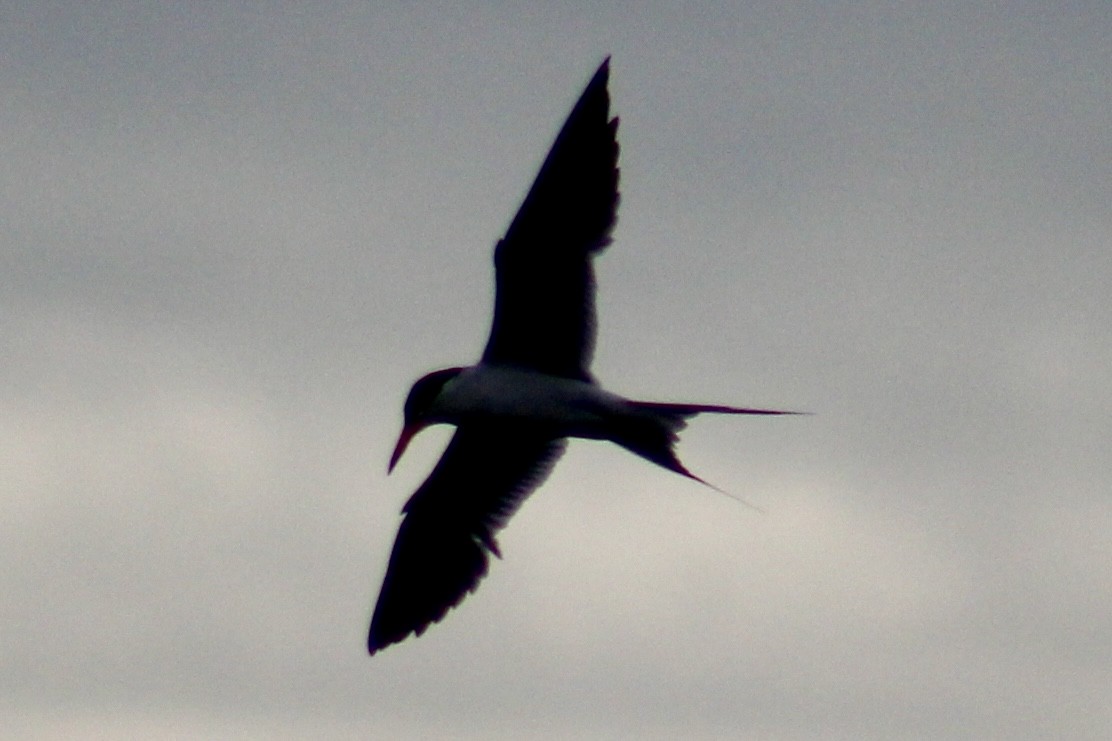 Forster's Tern - ML638278754