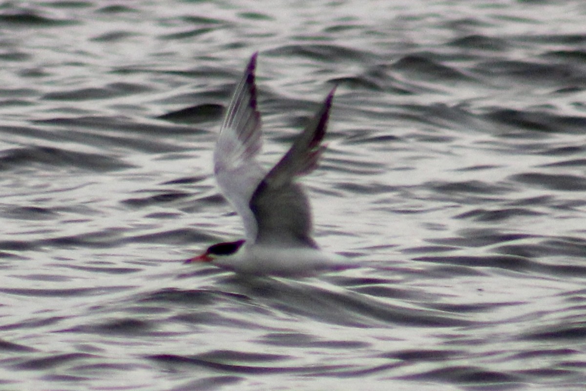 Forster's Tern - ML638278755