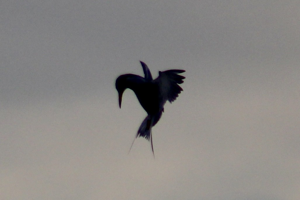 Forster's Tern - ML638278757