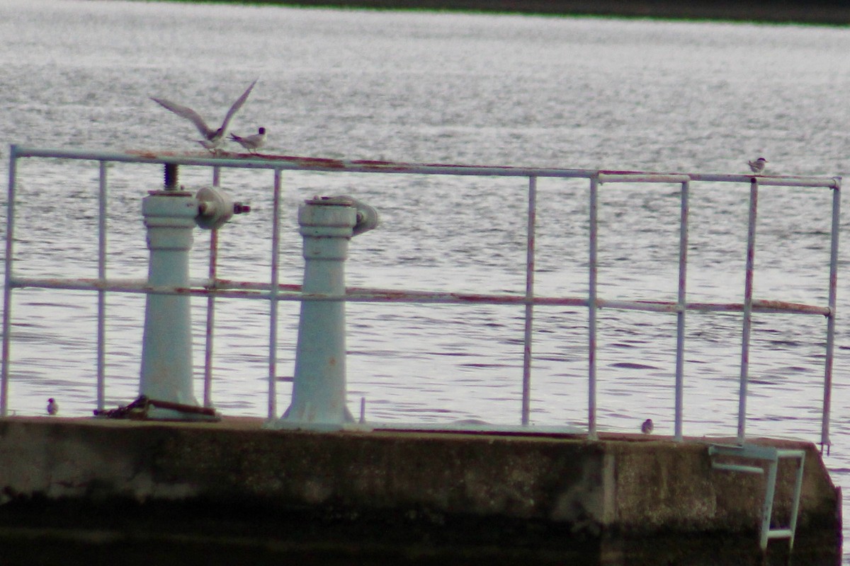 Forster's Tern - ML638278760