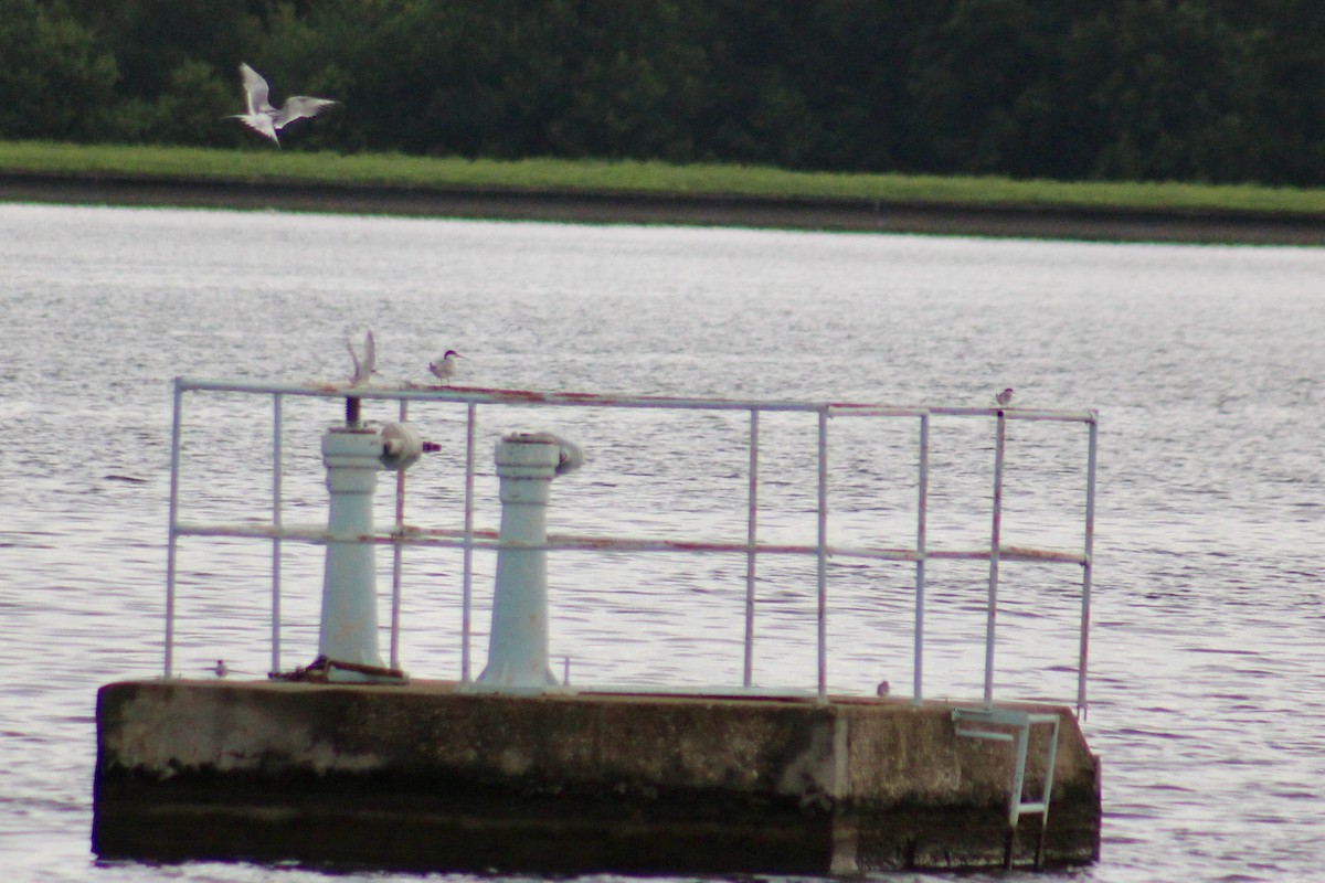Forster's Tern - ML638278761