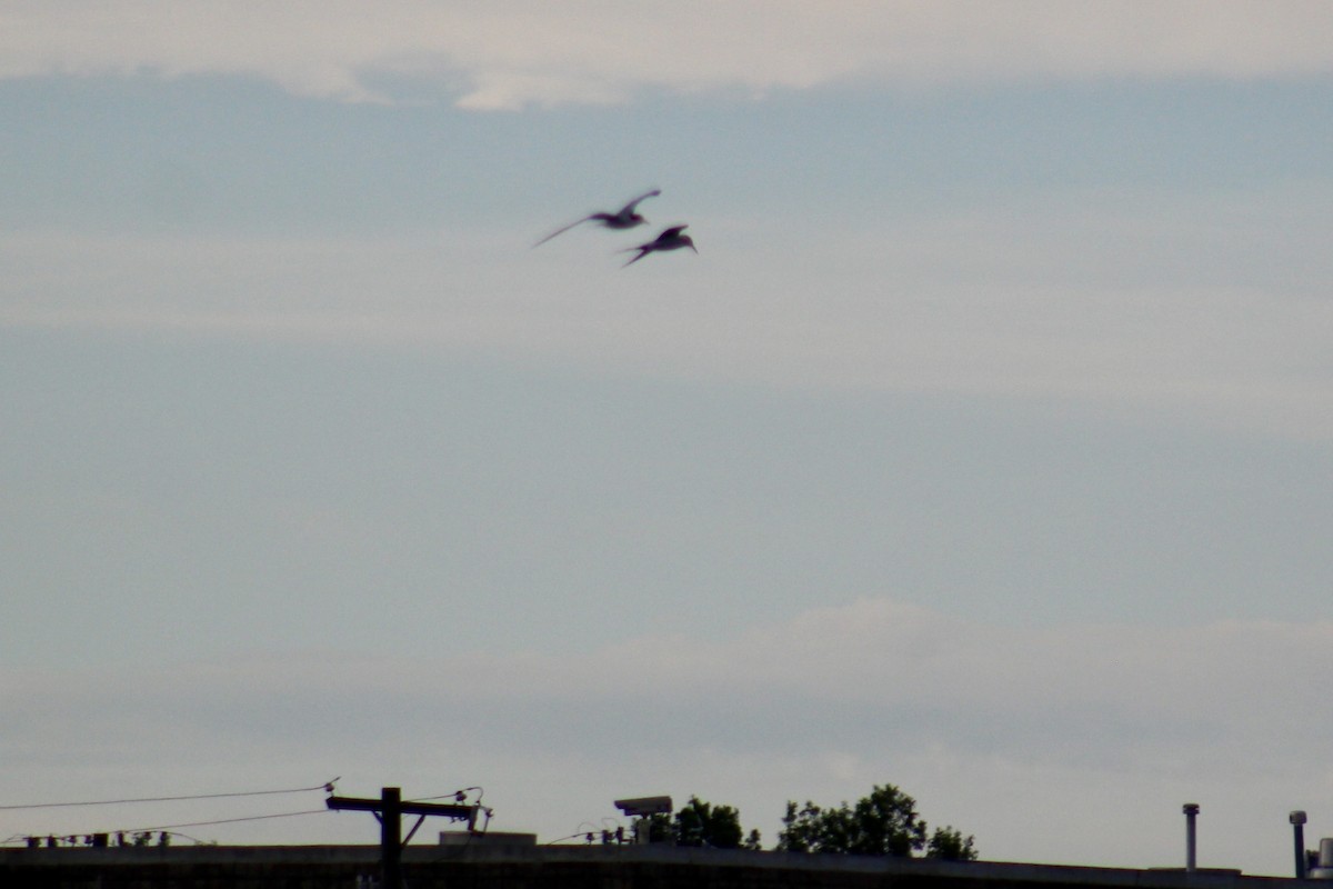 Forster's Tern - ML638278762