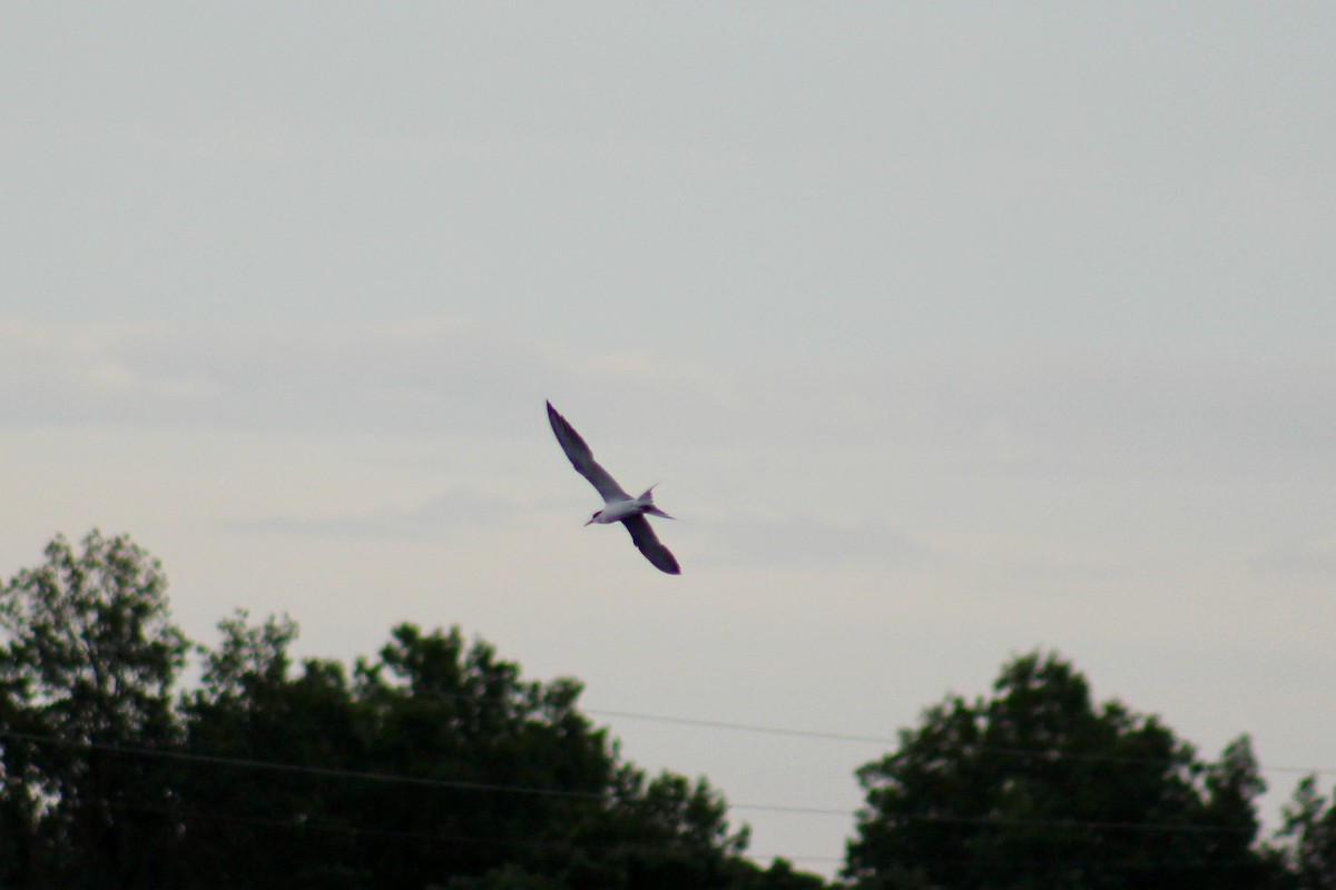 Forster's Tern - ML638278763
