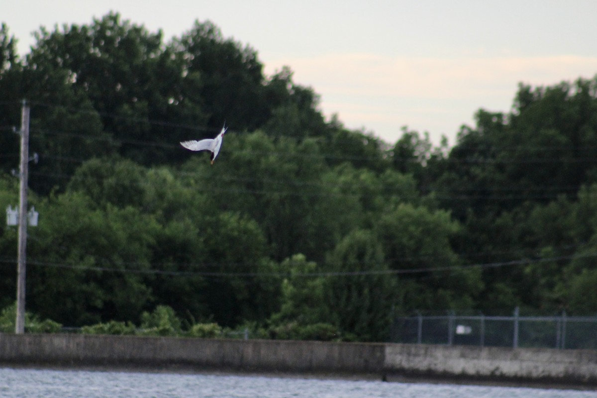 Forster's Tern - ML638278764
