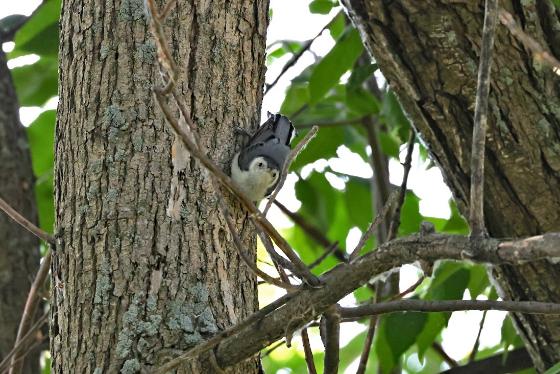 White-breasted Nuthatch - ML638278766