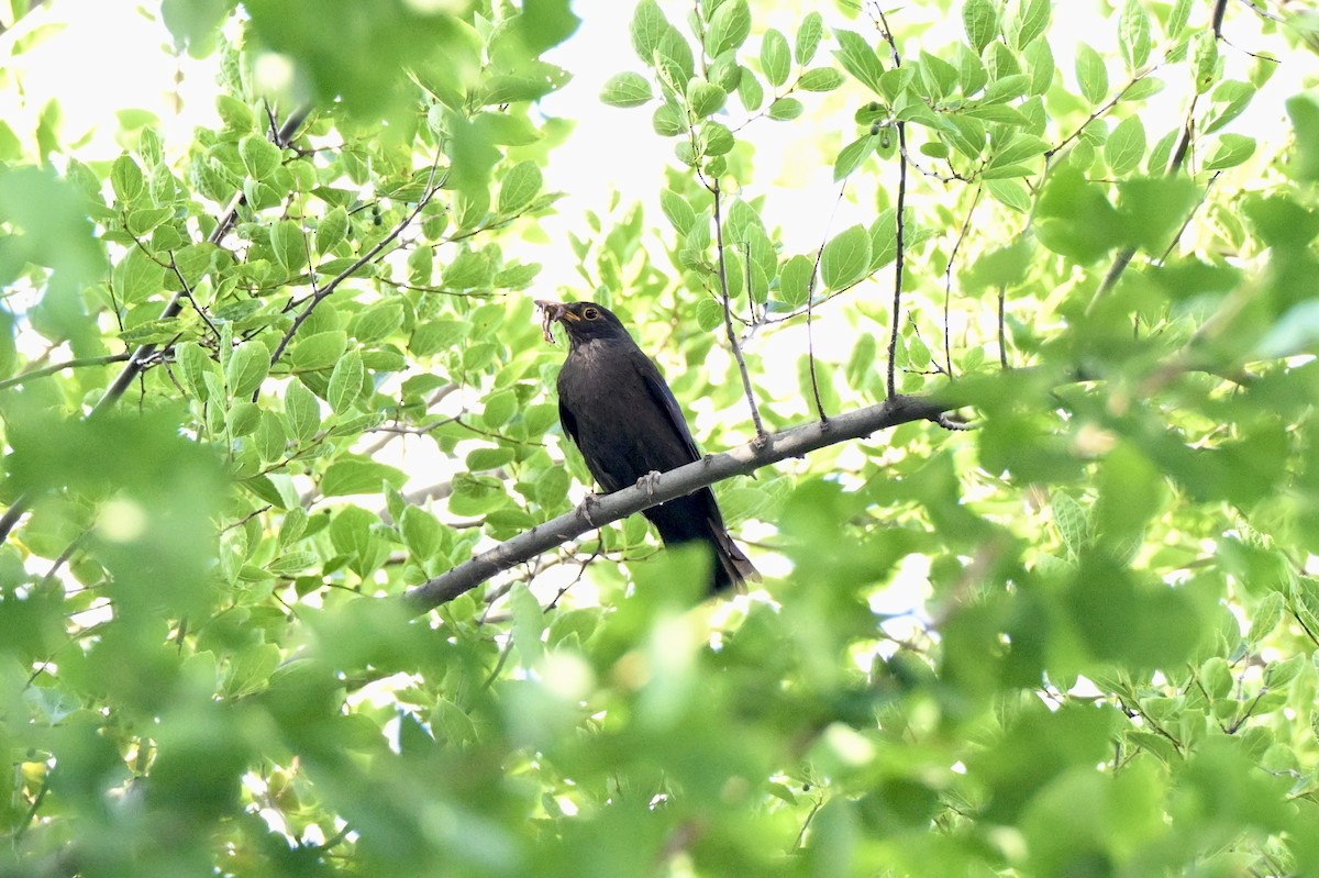 Chinese Blackbird - ML638278770