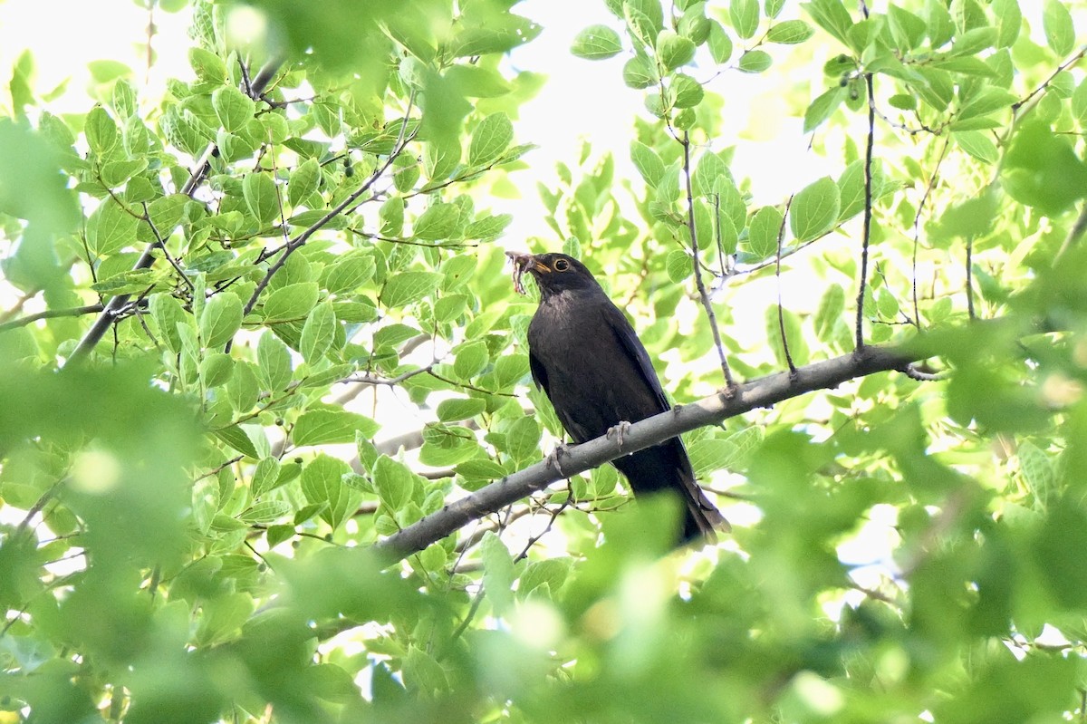 Chinese Blackbird - ML638278782