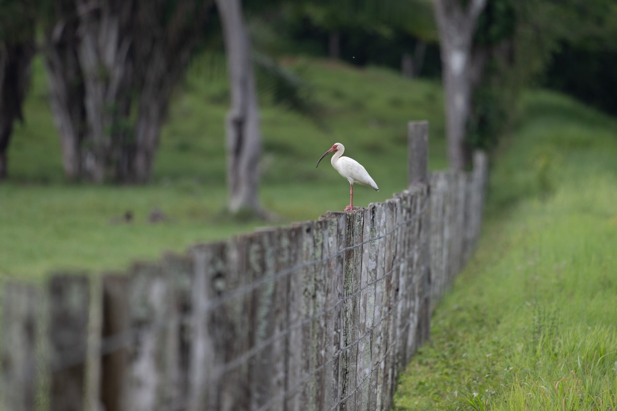 ibis bílý - ML638278783