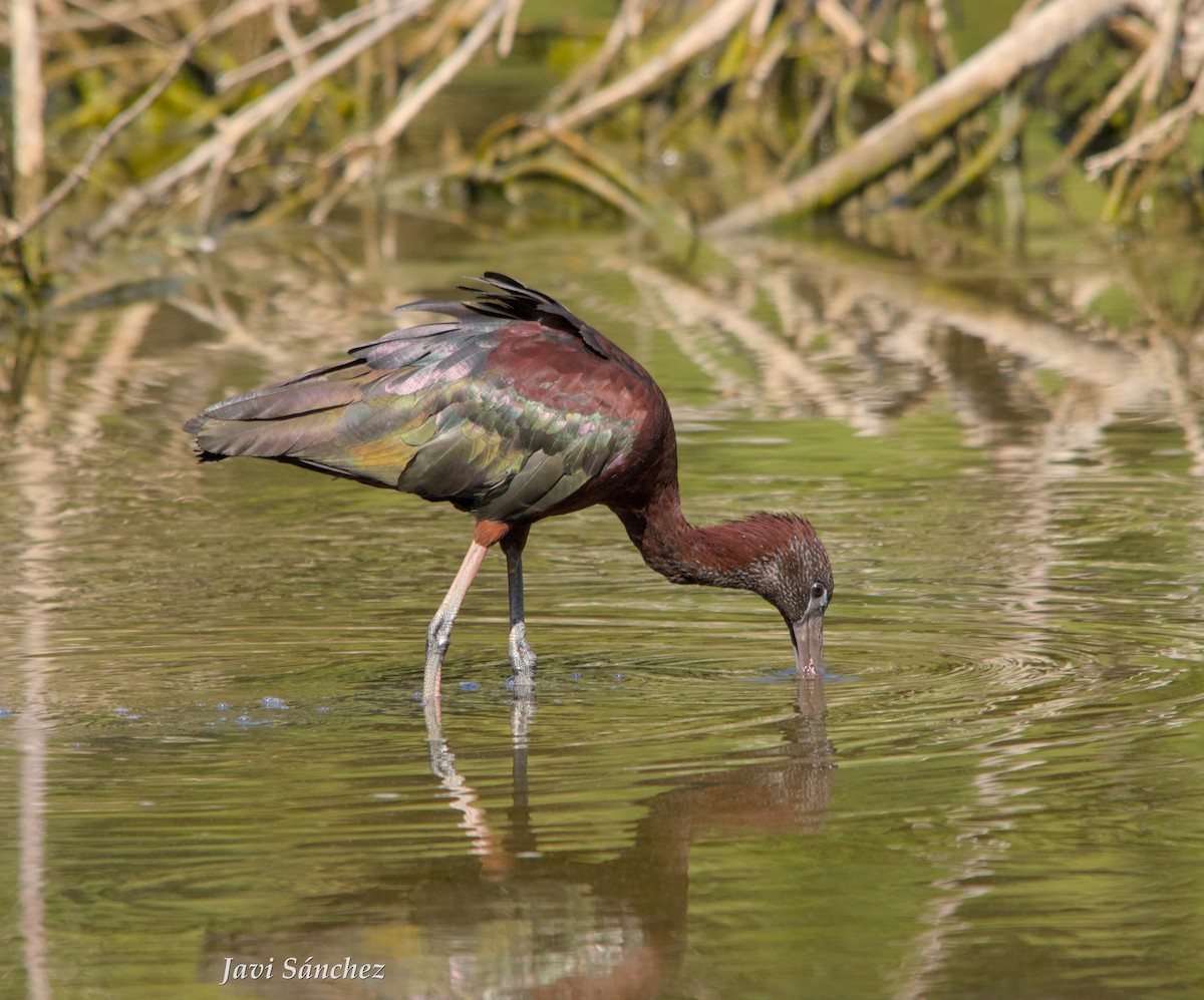 bronseibis - ML638278786