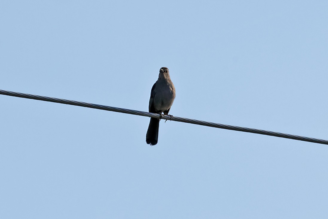 Gray Catbird - ML638278787