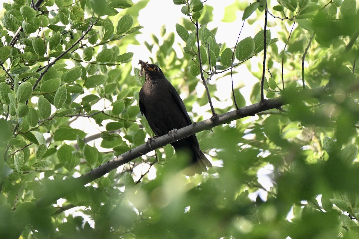 Chinese Blackbird - ML638278790